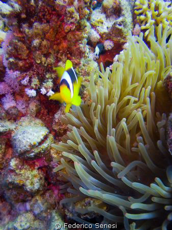 Anemone and clown fish by Federico Senesi 