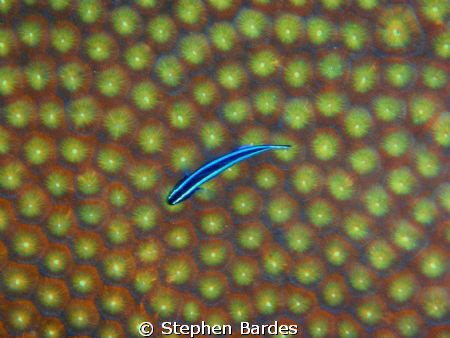 caught in the lights by Stephen Bardes 