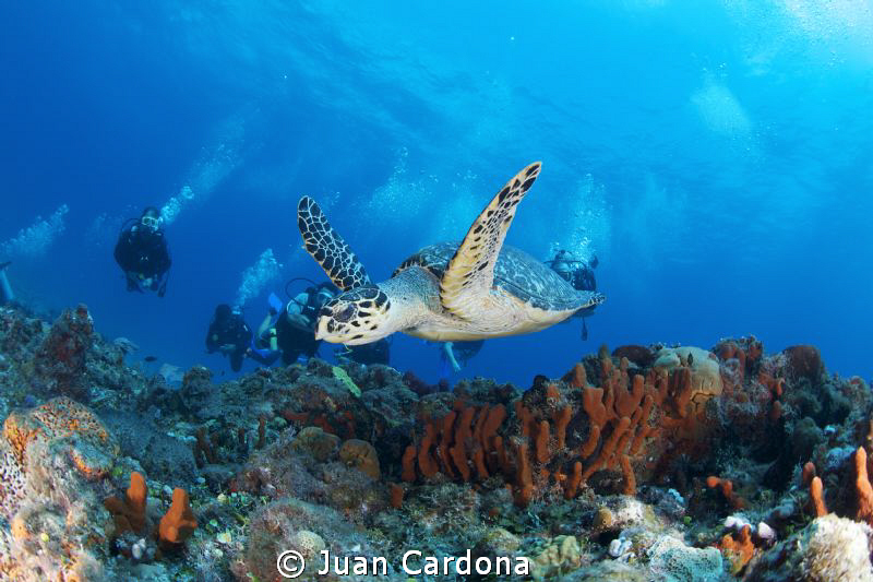 Drift dives ! by Juan Cardona 