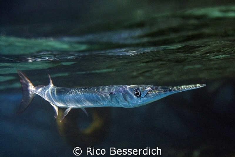 Shallow water predator. Magic Filters with Sigma 10-20mm ... by Rico Besserdich 