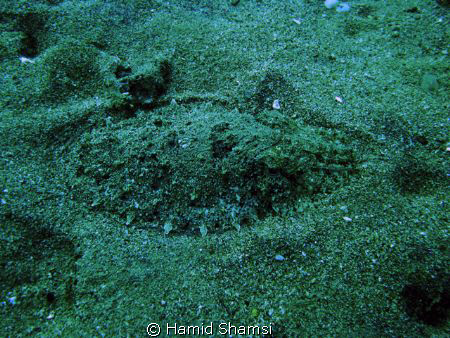 Geshm is the largest island in Persian Gulf with good div... by Hamid Shamsi 