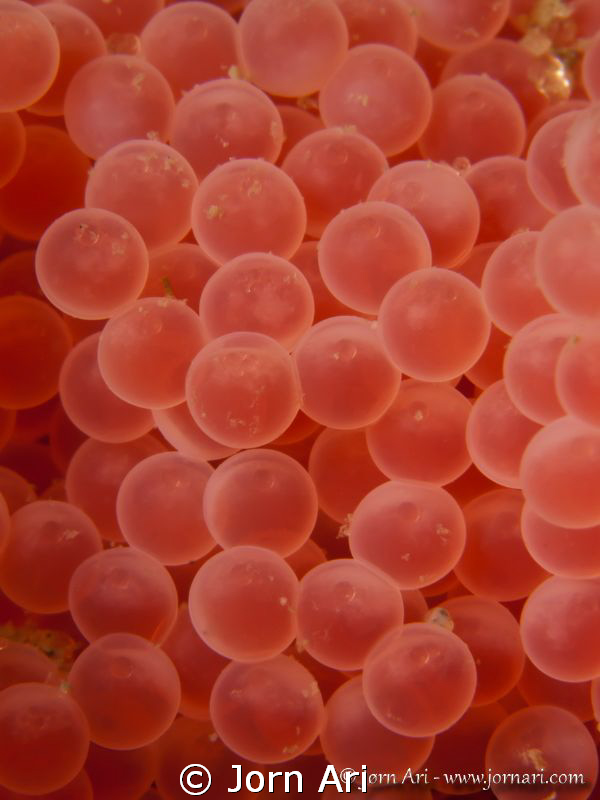 Eggs from a short-spined sea scorpion (Myoxocephalus scor... by Jorn Ari 