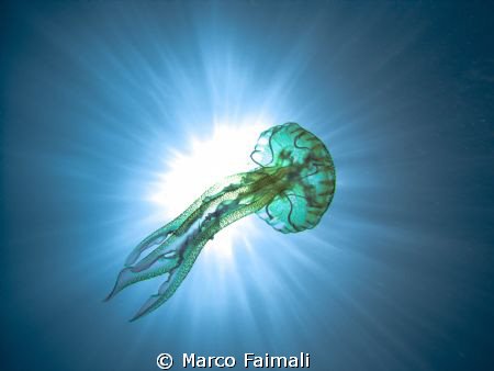 ....jellyfish against the sun...(Pelagia noctiluca) 
(Co... by Marco Faimali 