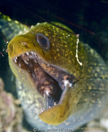 Scream
Canon EOS 40D + Canon 100mm MACRO by Alexander Nikolaev 