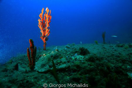 canon EOS 400 by Giorgos Michailidis 