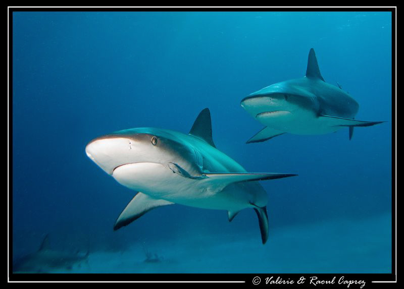 Friends (Carcharhinus perezi) by Raoul Caprez 
