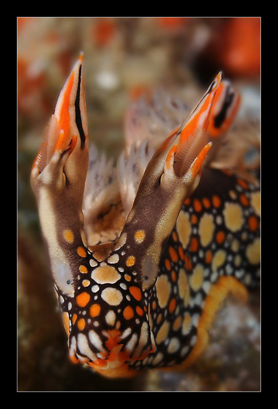 Bornella Anguilla by Charles Wright 