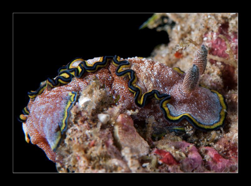 Glossodoris Cinta by Charles Wright 