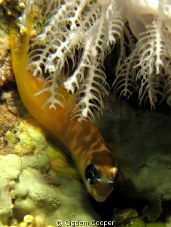 Ecsenius midas/Midas blenny by Cigdem Cooper 