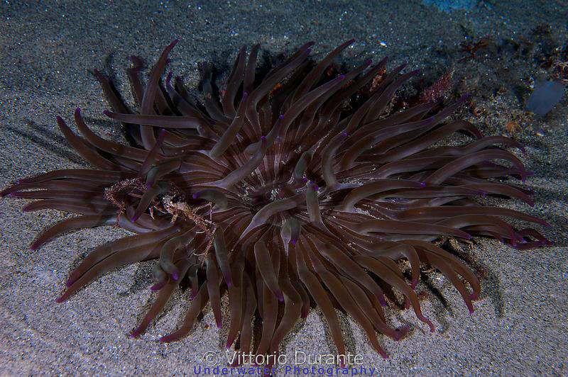 Little crab on anemone by Vittorio Durante 