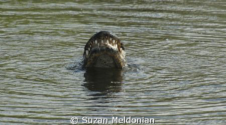 A side trip to Anhinga Trail in Everglades national Park.... by Suzan Meldonian 