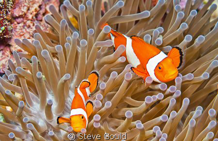 Two False Clownfish in their anemone, taken at Wakatobi, ... by Steve Gould 