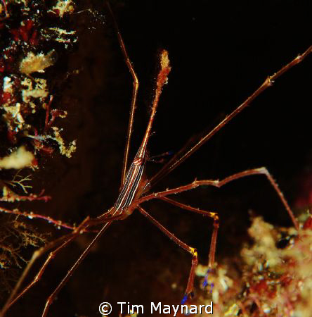 Arrowhead Crab by Tim Maynard 