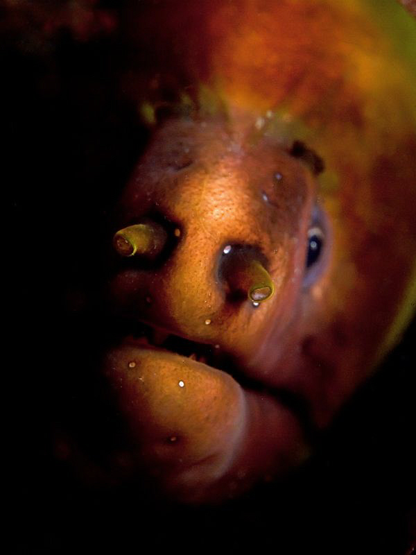 Green Moray Eel, Nelson Bay by Doug Anderson 