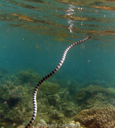 seasnake-dc1000 by Richard Campbell 