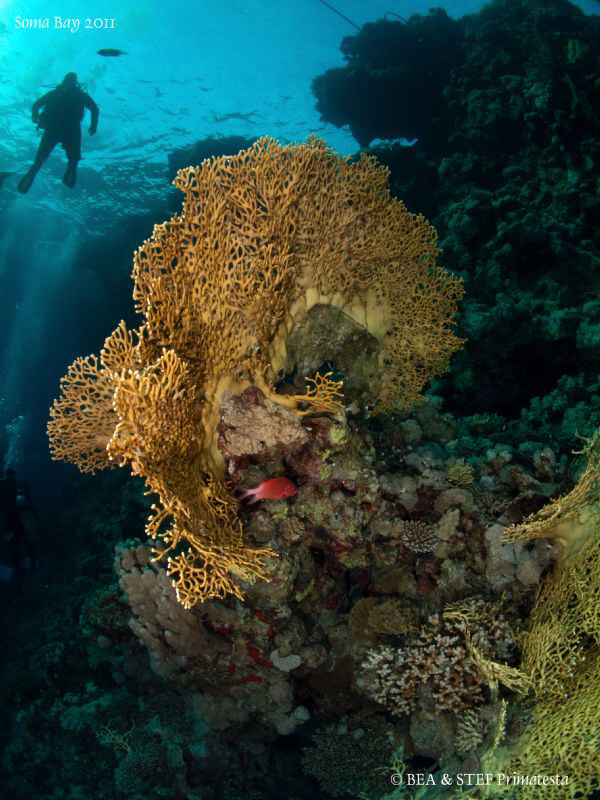 Fire coral. by Bea & Stef Primatesta 