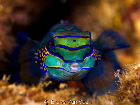 A kiss of the mandarin fish. by Bruno Van Saen 