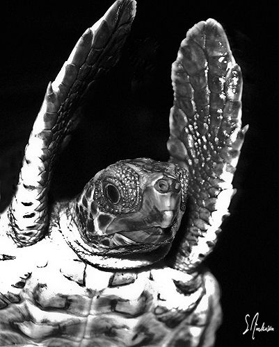 This image of a baby Hawksbill Turtle was a hard one to g... by Steven Anderson 