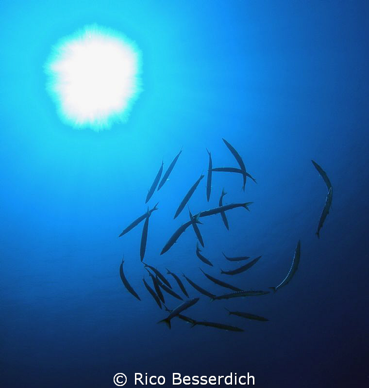 "Dancing Baracudas" , Olympus 7070WZ, IKELITE housing & I... by Rico Besserdich 
