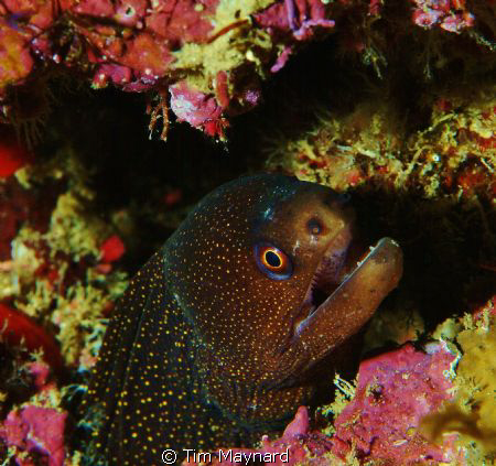 Young eel... by Tim Maynard 