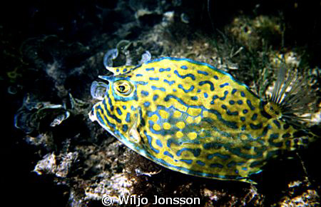 In shallow water outside a mangrove swamp in Cuba I find ... by Wiljo Jonsson 