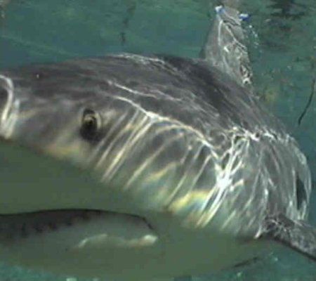 Lucky shot of bull shark before it impacted the camera ho... by Kent Bonde 
