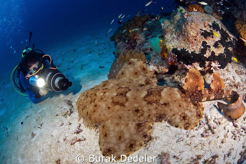 A videographer shooting a close up video of a wobbegong. by Burak Dedeler 