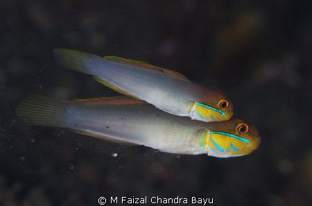 House Reef Paradise Tulamben, Bali - Indonesia by M Faizal Chandra Bayu 