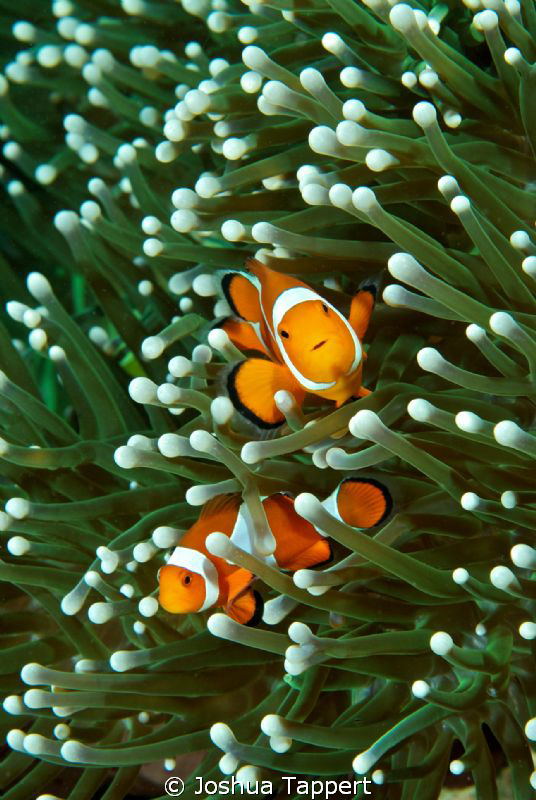 Orange Clown fish on Green Anemone by Joshua Tappert 