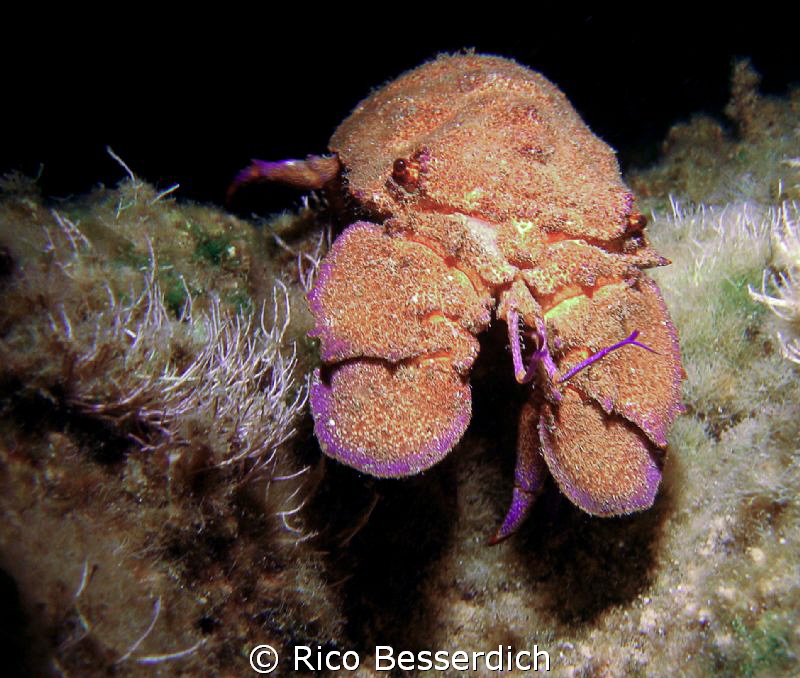 Spanish lobster ( Night-Dive )
Olympus 7070WZ with MB-SU... by Rico Besserdich 