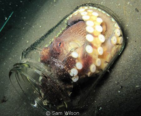It was tacken on a night dive in 2002 in Hawaii by Sam Wilson 