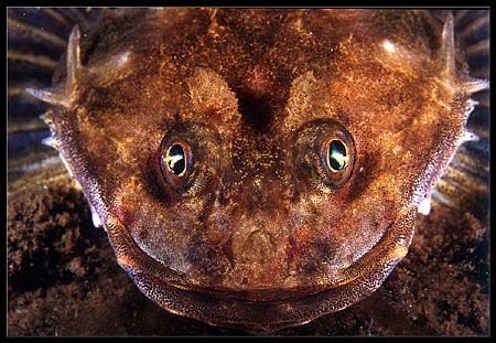 In Stockholm there is a very popular dive site called Bjö... by Magnus Keijser 