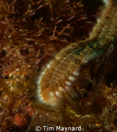 Fireworm by Tim Maynard 