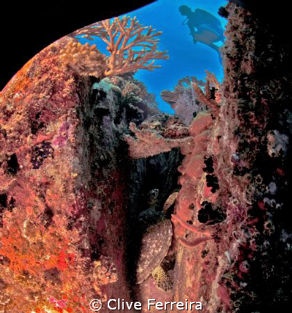 Diver checking turtle by Clive Ferreira 