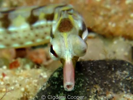 Canon g10&inon macro lens&ikelite strobe by Cigdem Cooper 