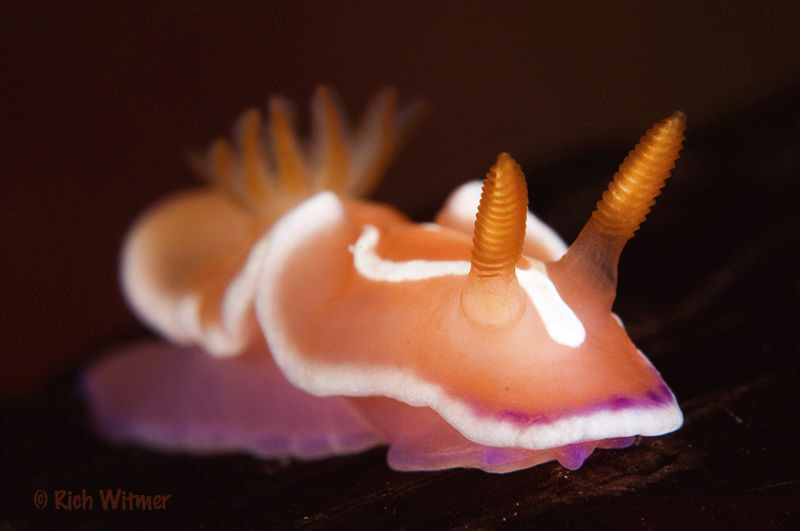 Gummy-Nudi! A delicious treat! (Noumea norba).  This very... by Richard Witmer 