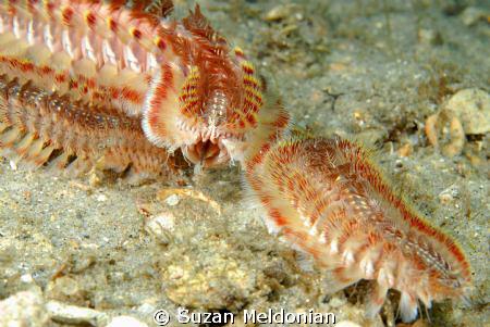 It has a Tongue!  Who knew a fireworm had a tongue. Just ... by Suzan Meldonian 
