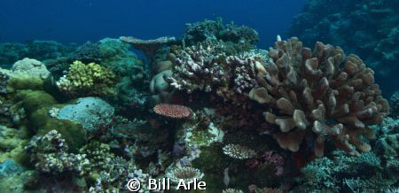 Canon G-10 by Bill Arle 