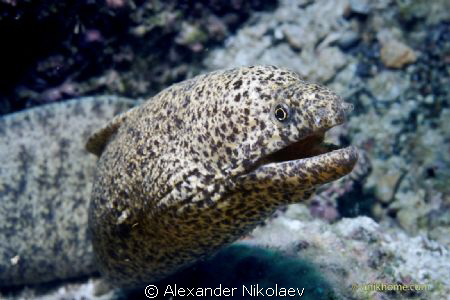 Peppered moray.
Canon EOS 40D + Sigma 50mm MACRO by Alexander Nikolaev 