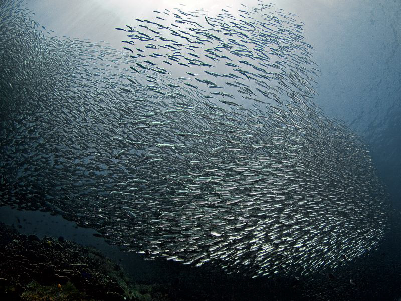 "Sardines"

From Pescador Island by Henry Jager 