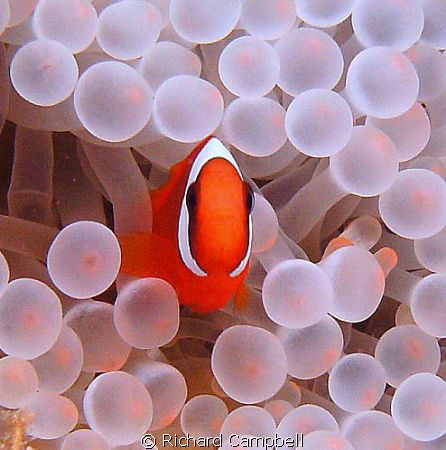 less bleach please..sealife DC1000 by Richard Campbell 