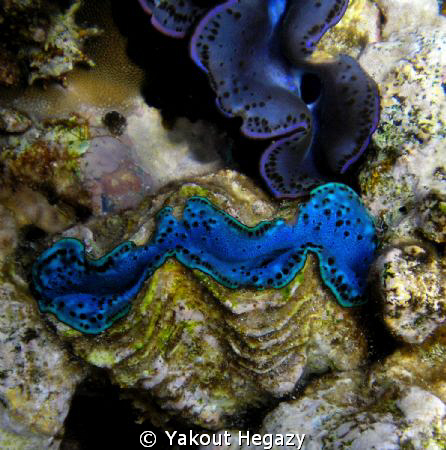 GIANT CLAM-RED SEA-EGYPT by Yakout Hegazy 