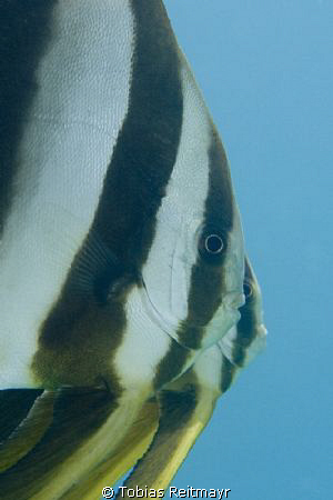 Platax teira close up. Sand Beach Hotel Jetty, Hurghada, ... by Tobias Reitmayr 