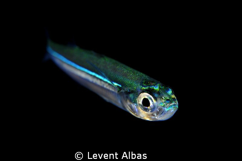 Night Diving, Saros Gulf, Turkey, Nikkor 105mm micro, 2x ... by Levent Albas 