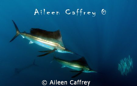 Sailfish and Marlin chasing baitball by Aileen Caffrey 