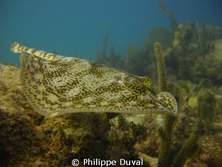 Incredible yellow sting ray at escuelita. Xpuha playa the... by Philippe Duval 