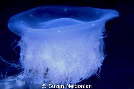 Eyes of Medusa by Suzan Meldonian 
