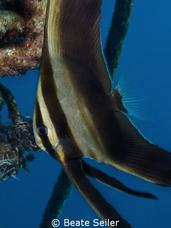 Batfish at the end of the dive at the Hausereef of Alam B... by Beate Seiler 