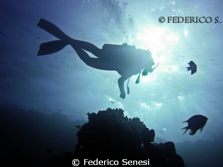 Divers... by Federico Senesi 