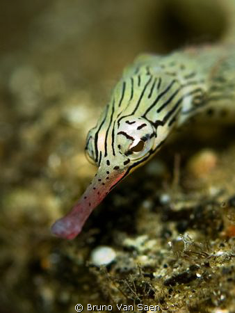 Pipe fish, Nikon D200, 60mm, F5, 1/200 by Bruno Van Saen 